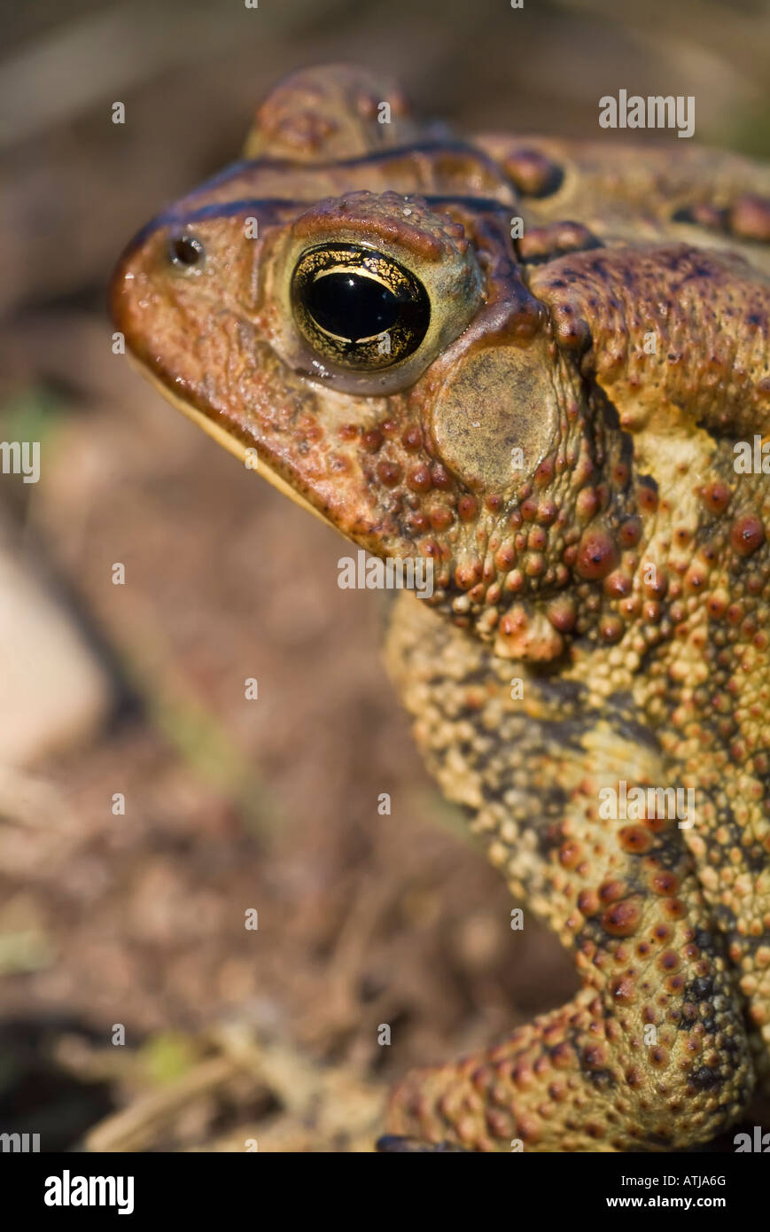 american-toad-bufo-americanus-female-native-to-eastern-usa-and-canada-ATJA6G.jpg