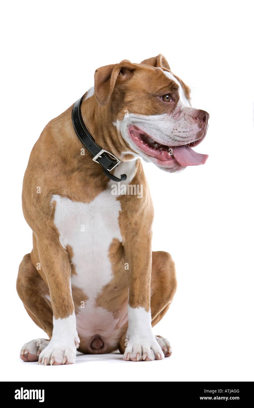 Renaissance Bulldog dog isolated on a white background looking to the left  Stock Photo - Alamy