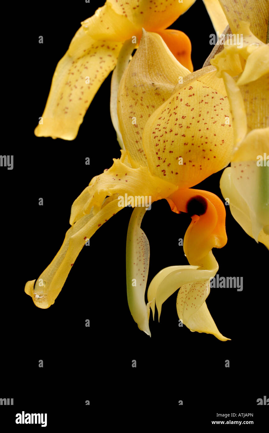 Stanhopea sp., an orchid pollinated by euglossine bees Stock Photo