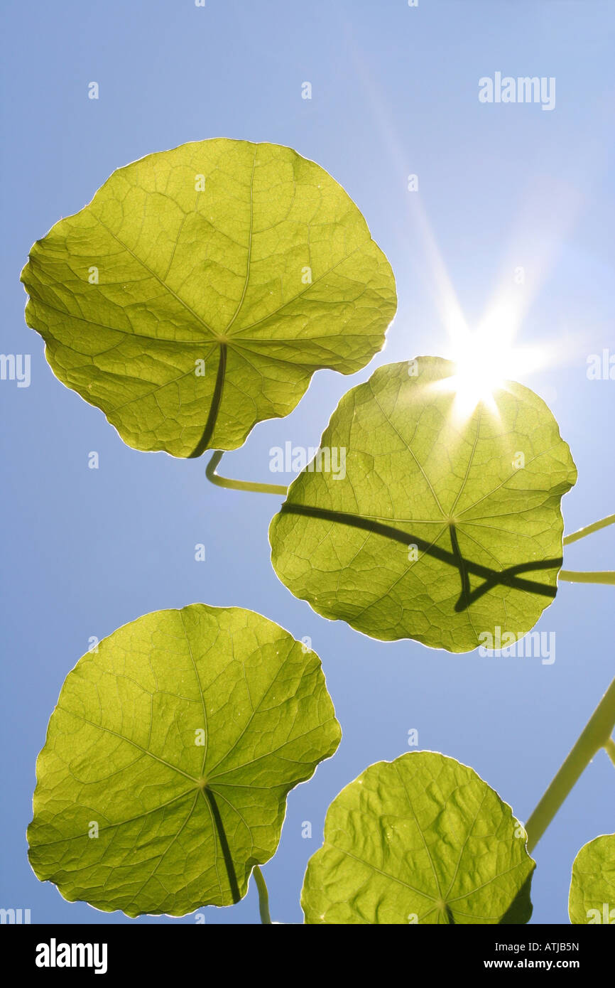 Photosynthesis hi-res stock photography and images - Alamy