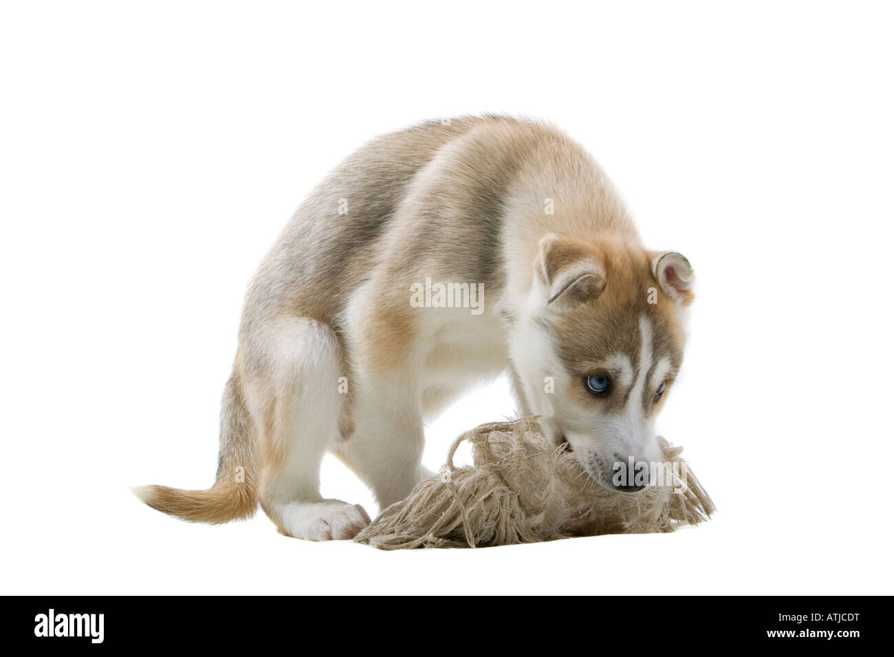 Siberian husky puppy dog isolated on a white background Stock Photo