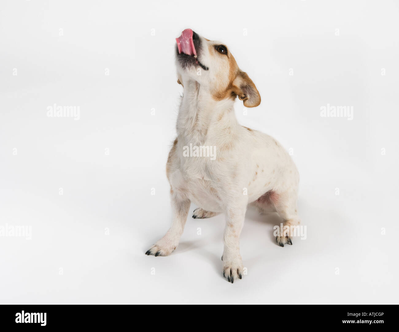 dog licking her lips Stock Photo Alamy
