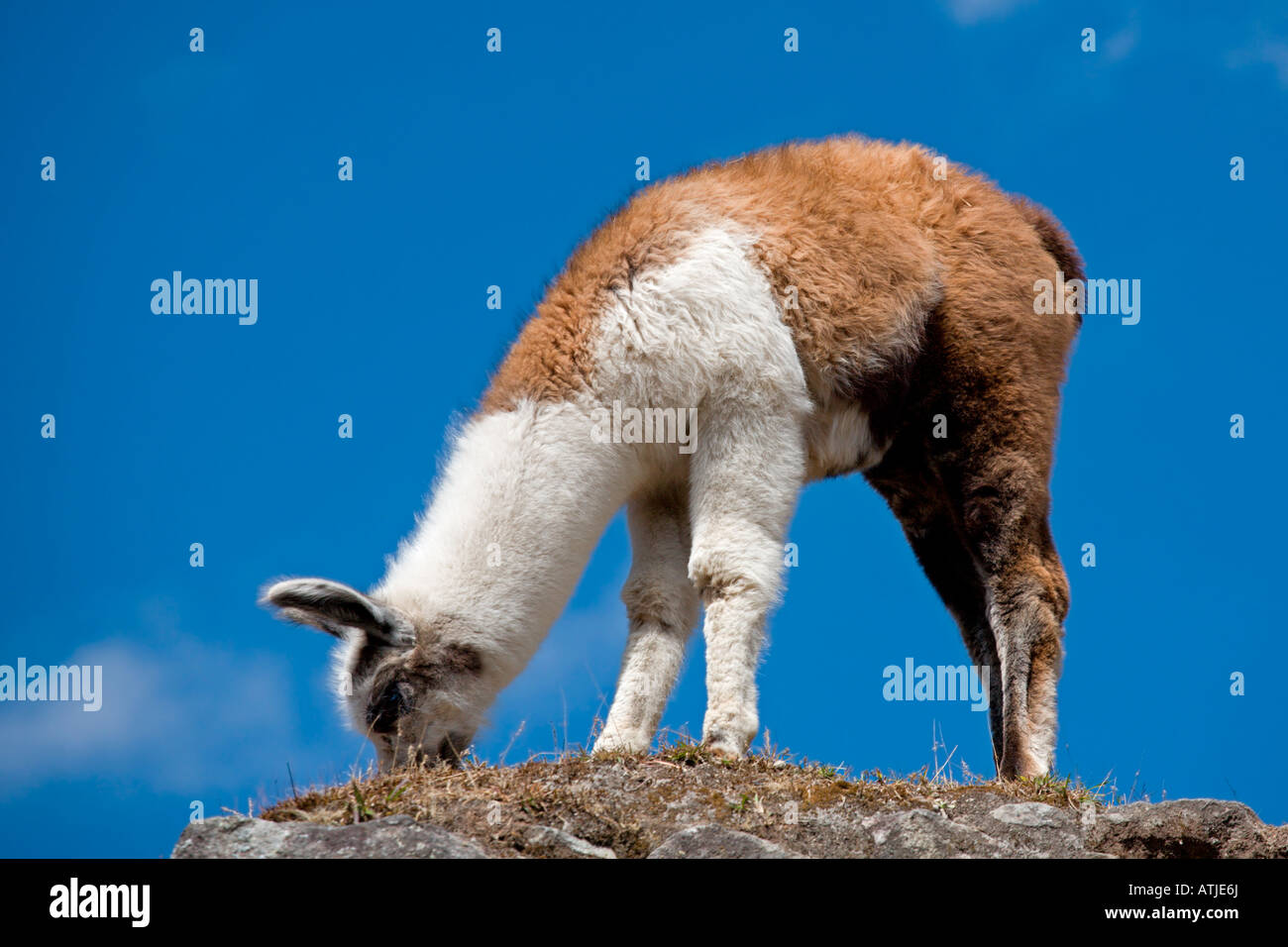 Llama machu picchu cusco region hi-res stock photography and images - Alamy