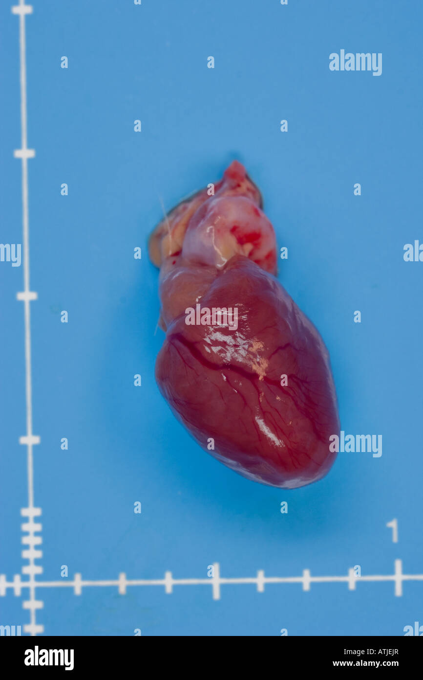 Isolated adult rat heart Stock Photo