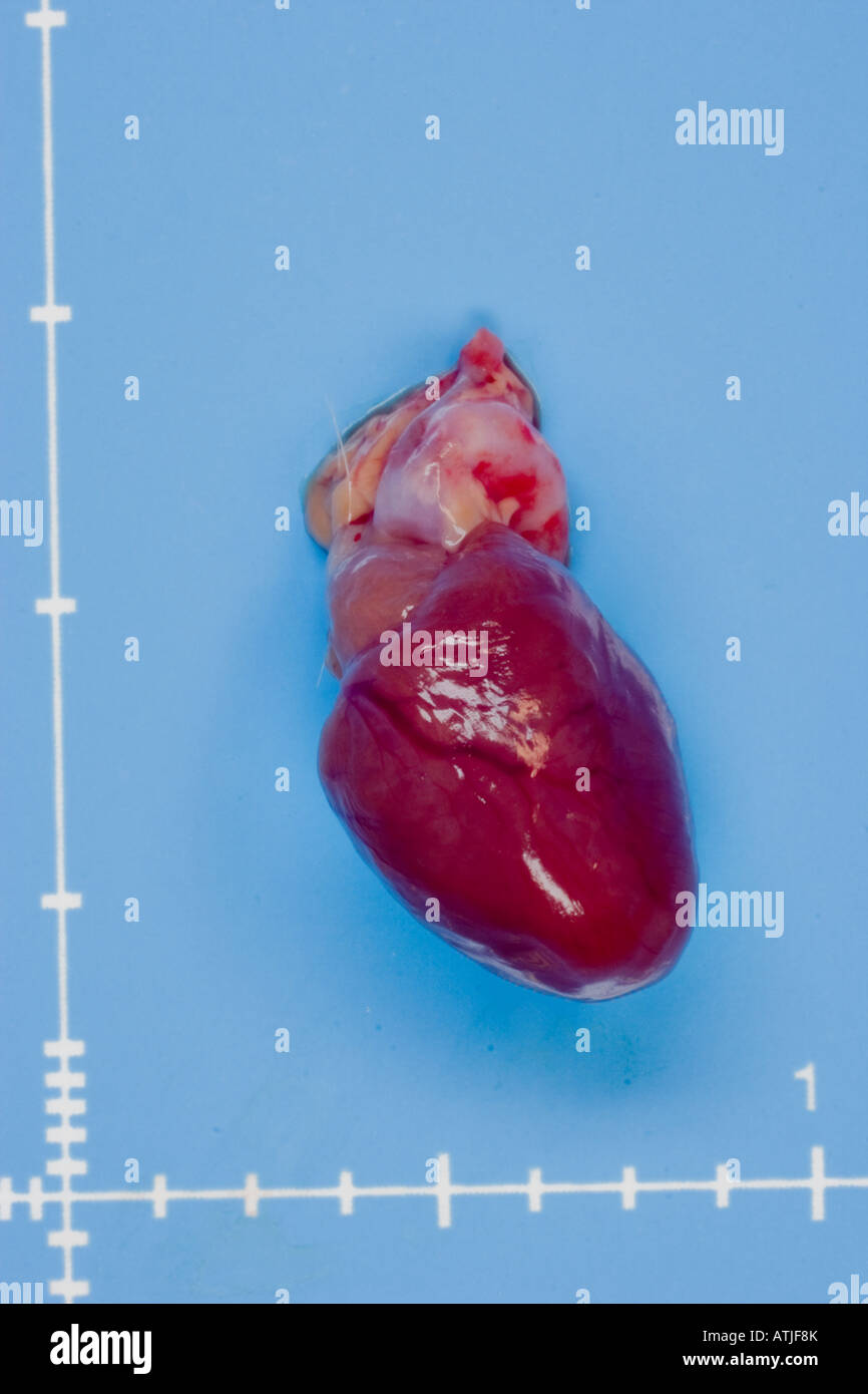 Isolated adult rat heart Stock Photo