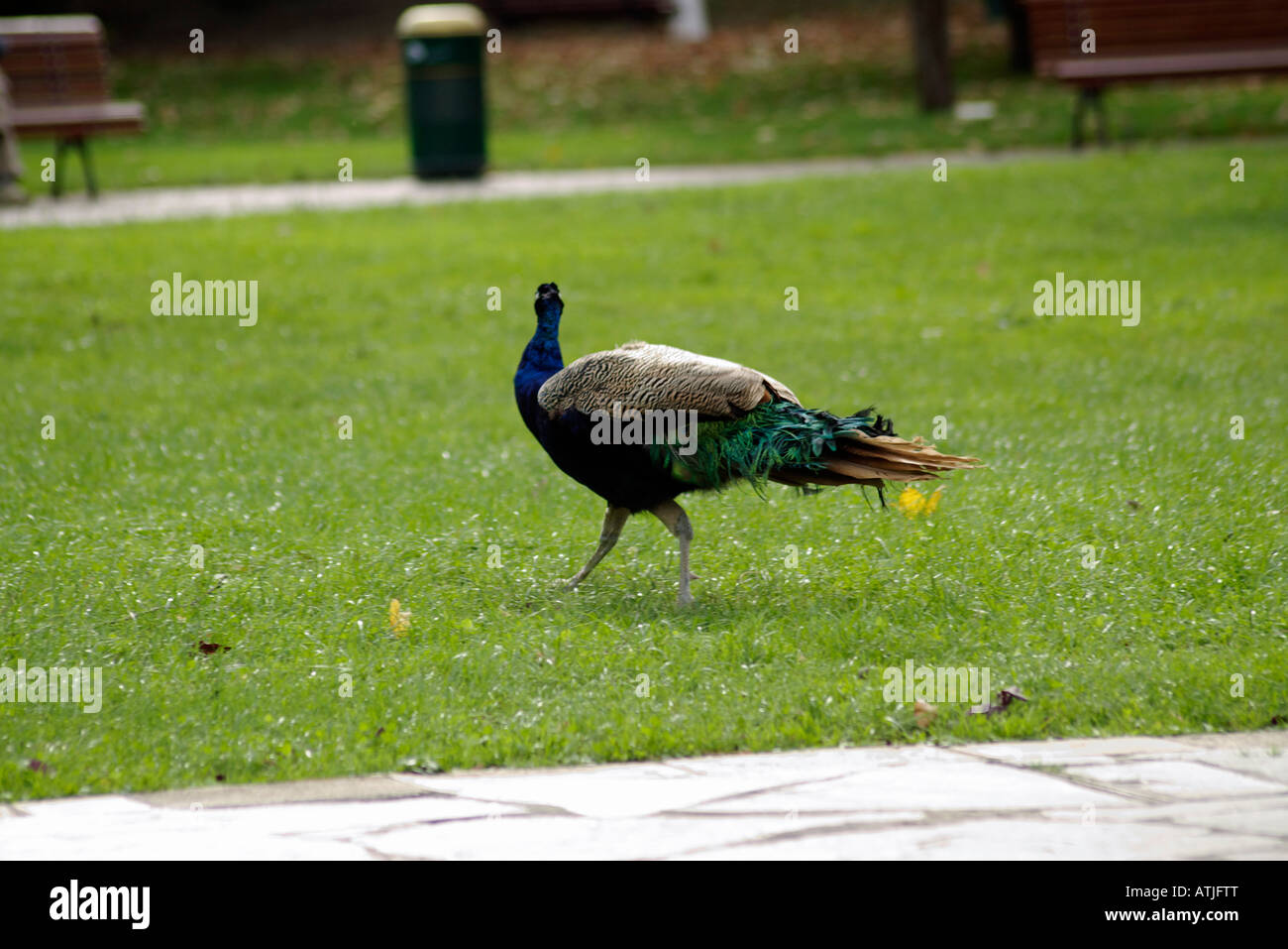 solitary peacock in the park of doña casilda Stock Photo