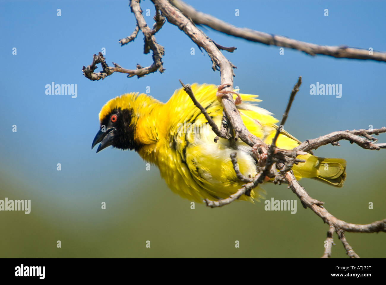 Masked weaver perched on a branch, calling. Stock Photo