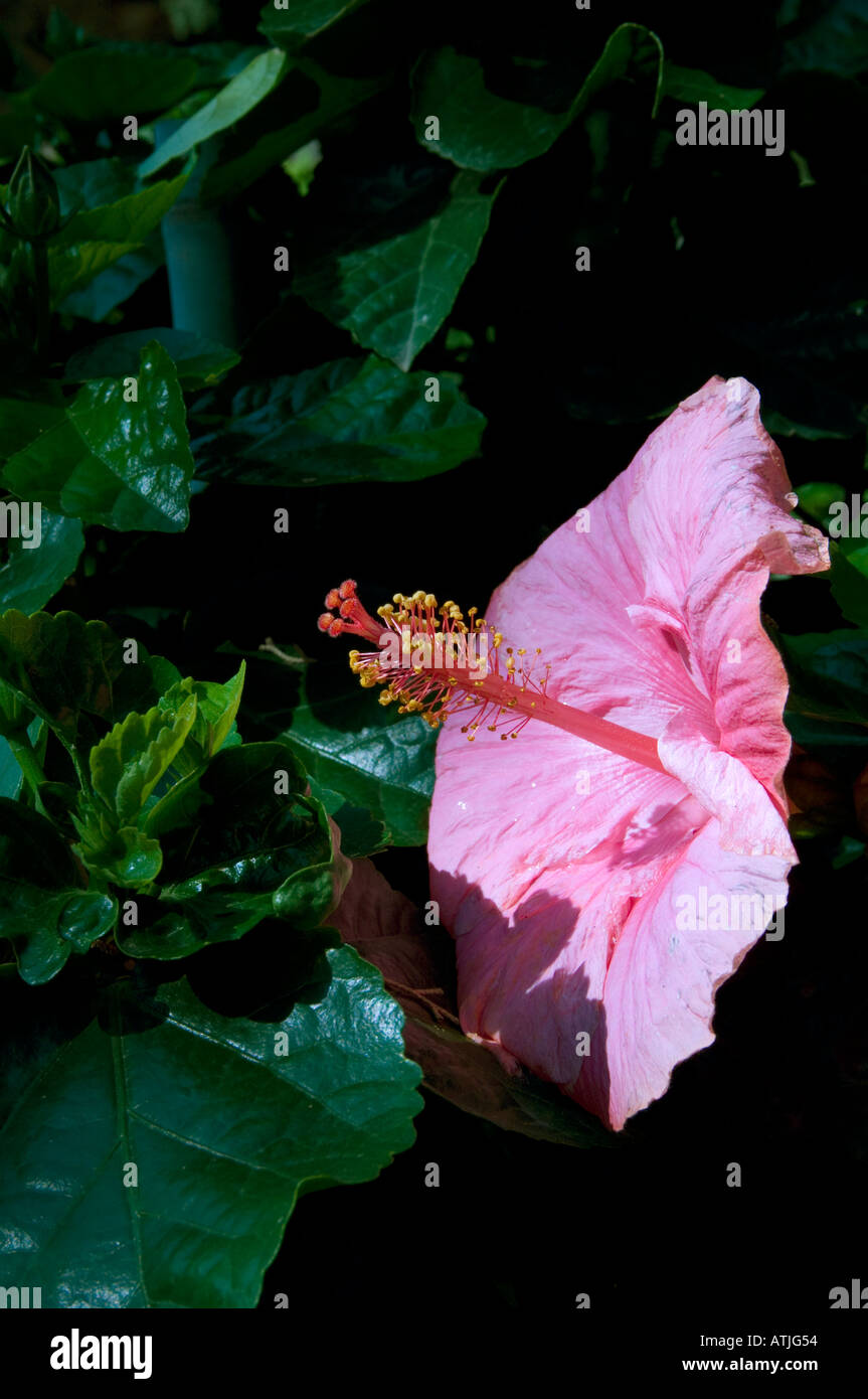A delicate pink Hibiscus flower Stock Photo