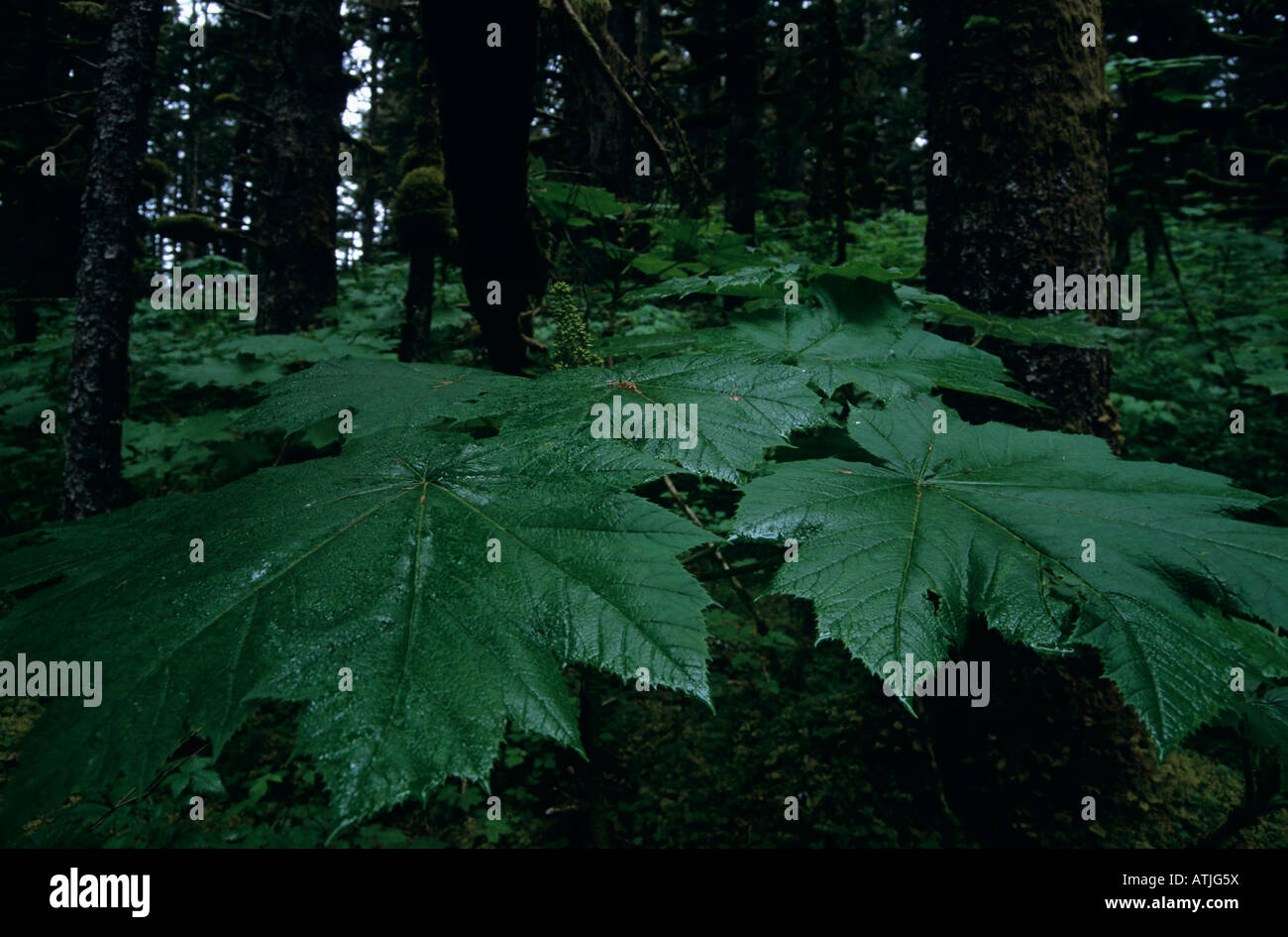 Maple leaf in dense forest, Kodiak Alaska Stock Photo - Alamy