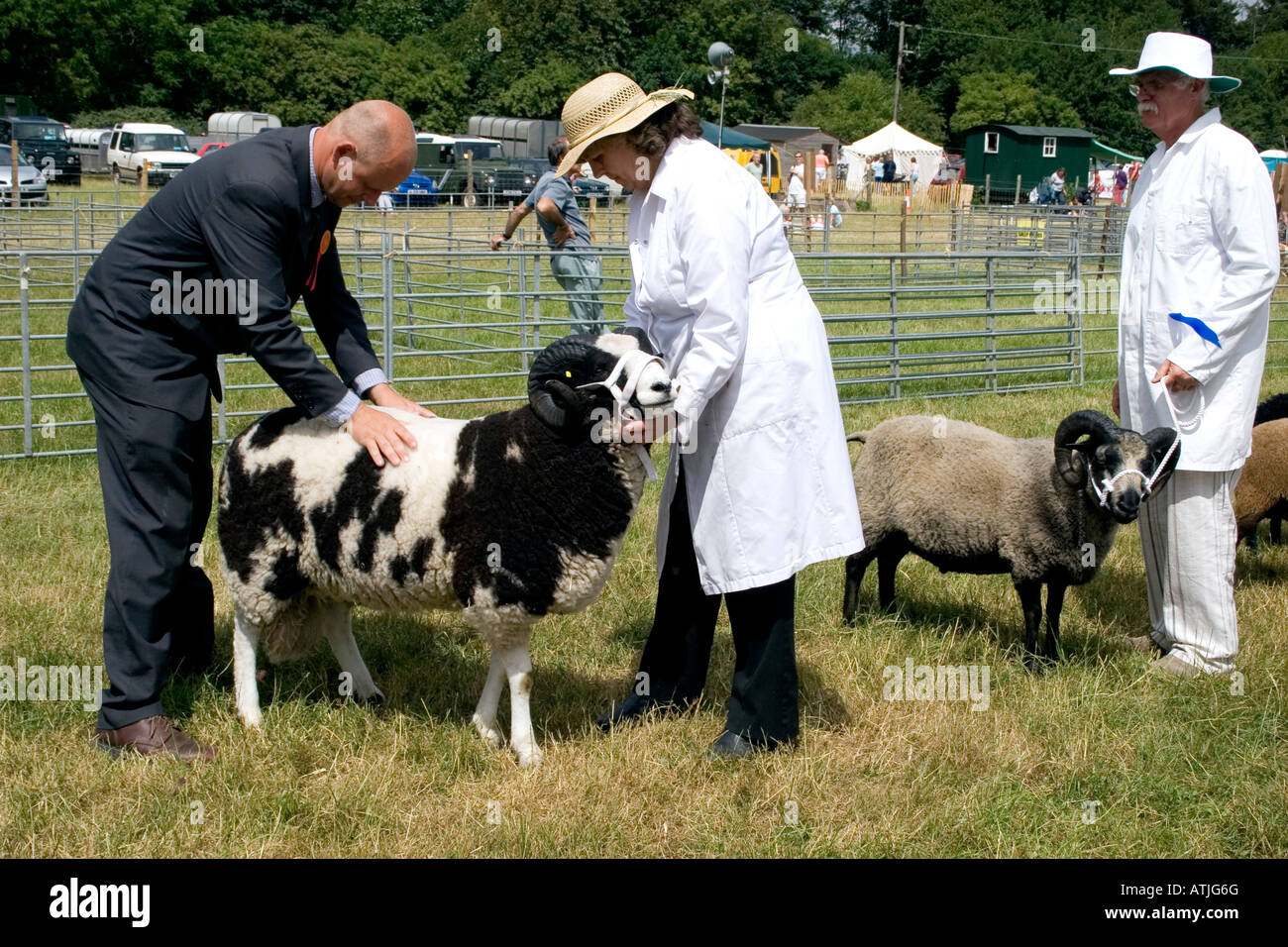 sheep being judged examined by official at Rare Breeds Show Weald Downland Open Air Museum Singleton West Sussex Stock Photo