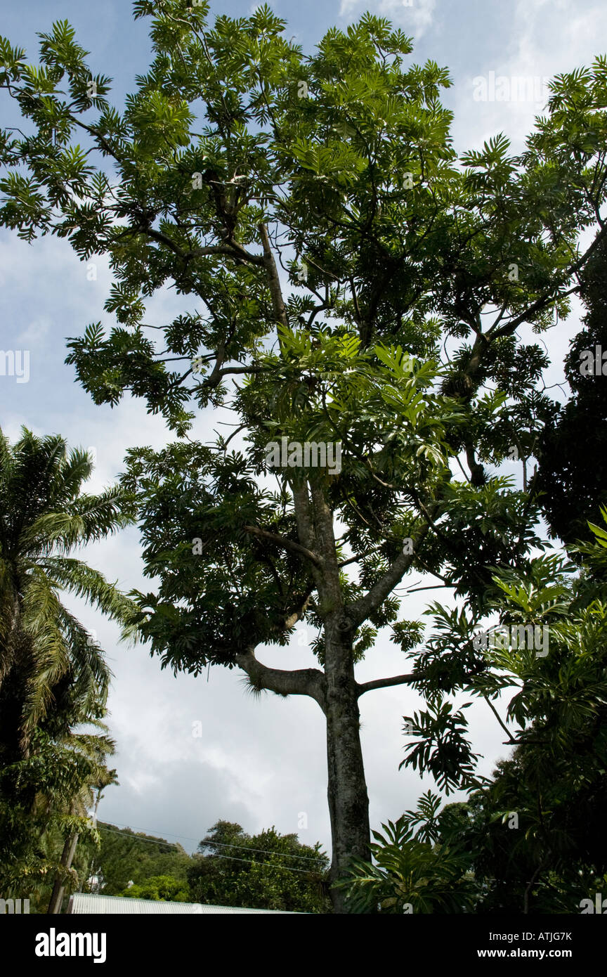 Brazil Nut Tree, St Vincent Botanical Gardens Stock Photo
