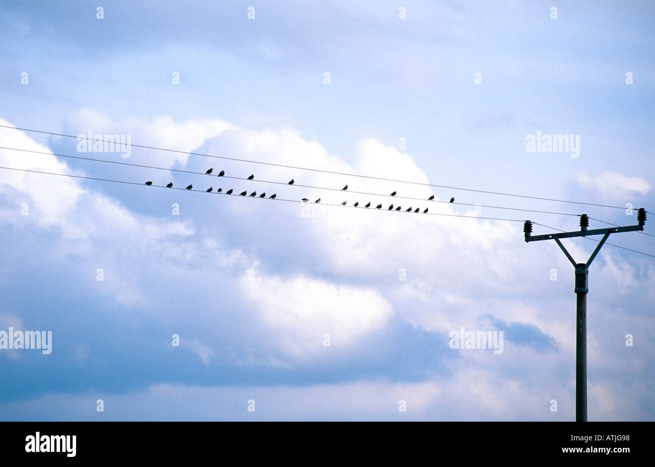 BIRDS ON POWER LINES Stock Photo Alamy