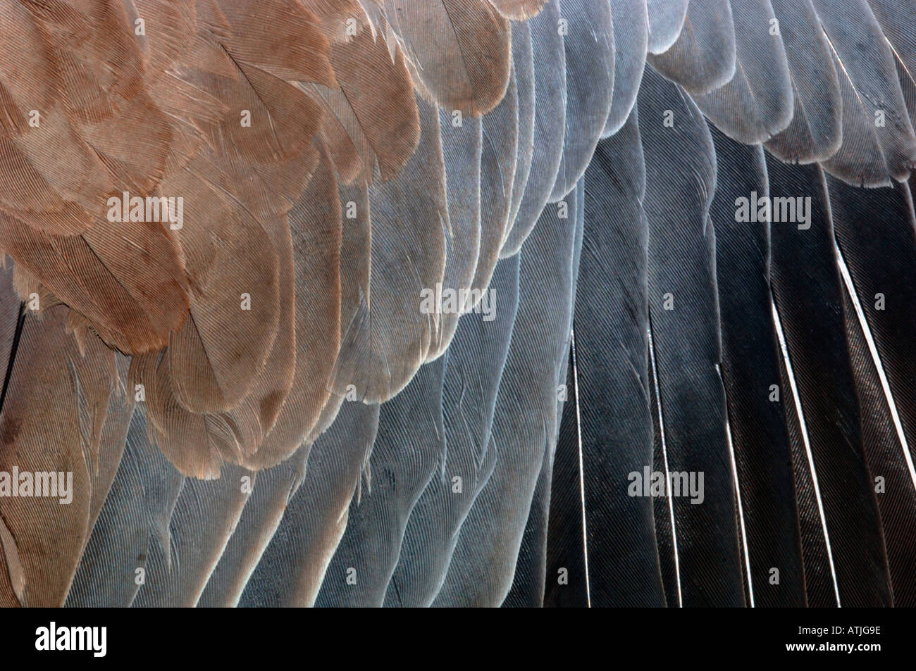 Close Detail, Showing The Wing Structure Of A Collard Dove Stock Photo ...