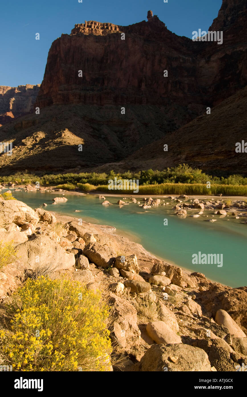 Yellow flowers bloom in the foreground of the blue waters of the Little Colorado River Stock Photo