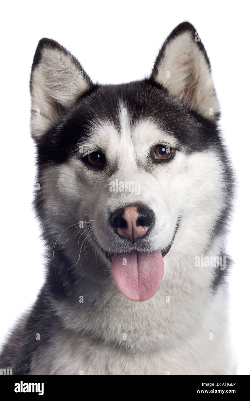 Alaskan Malamute dog isolated on a white background Stock Photo