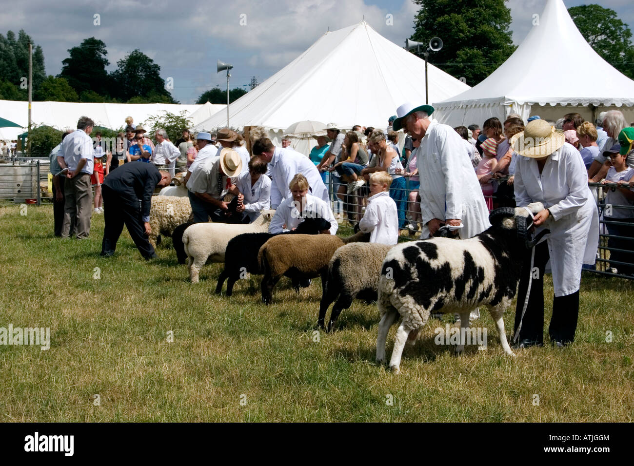 sheep being judged at Rare Breeds Show competition Weald Downland Open Air Museum Singleton West Sussex Stock Photo
