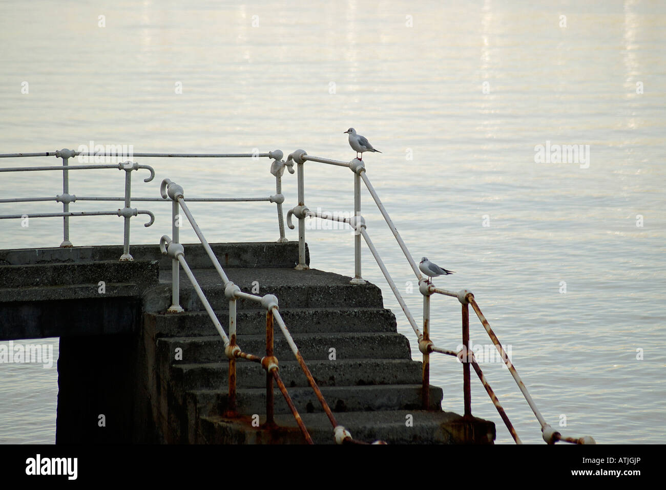 Gulls put to the late afternoon on the hand rail of a pier together with the bilbao mouth of a river Stock Photo