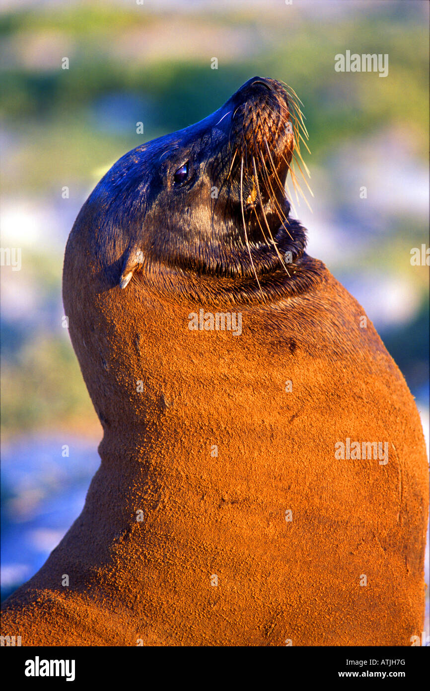 Galapagos Fur Seal Arctocephalus Galapagoensis Galapagos Islands, Ecuador eastern Pacific Ocean Stock Photo
