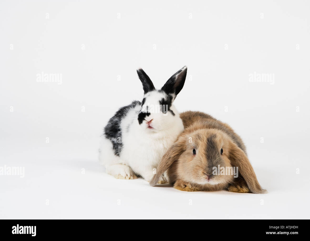 Two rabbits hires stock photography and images Alamy