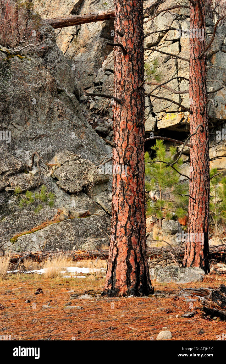 Ponderosa pine (Pinus ponderosa) and rock bluffs, Skaha Lake Stock Photo