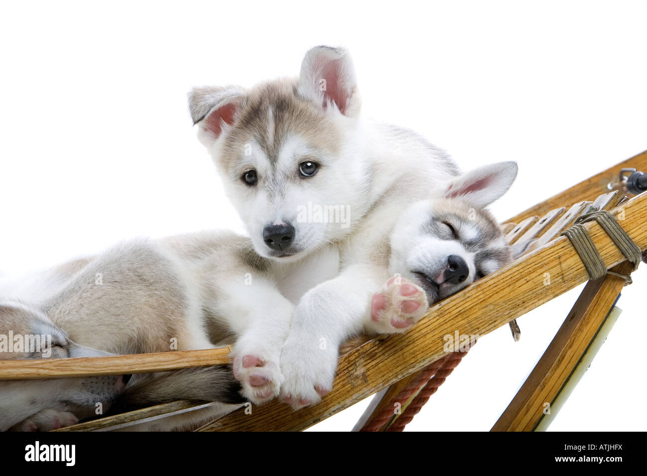 Siberian husky puppy dogs isolated on a white background Stock Photo