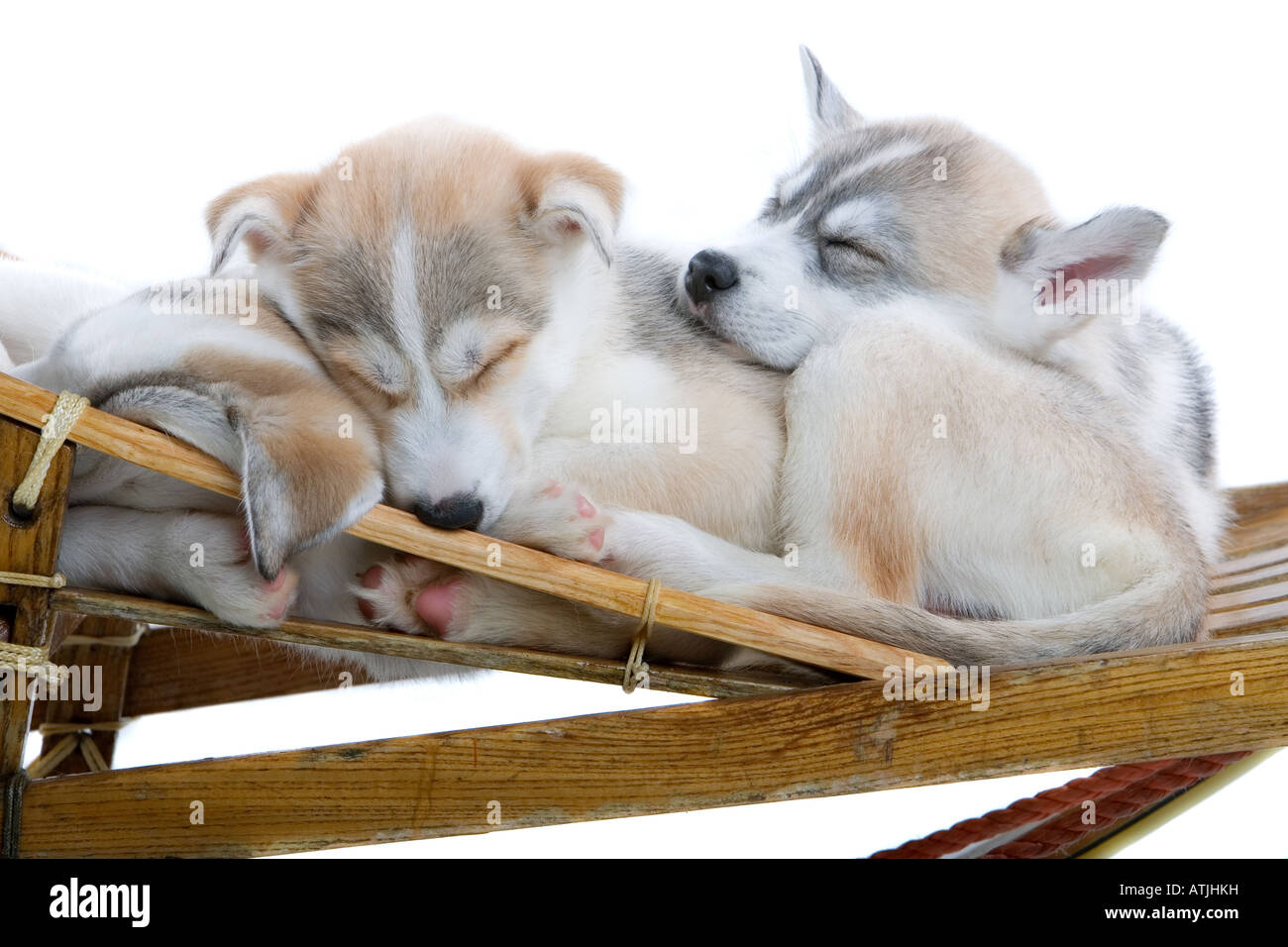 Siberian husky puppy dogs isolated on a white background Stock Photo