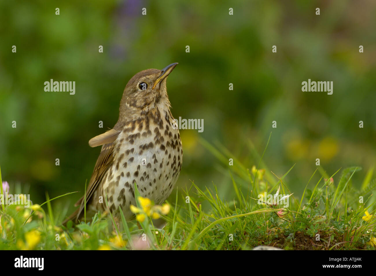 Song Thrush Turdus philomelos Photographed in UK Stock Photo