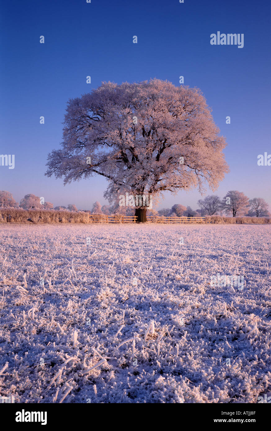 Heavy oak tree hi-res stock photography and images - Alamy