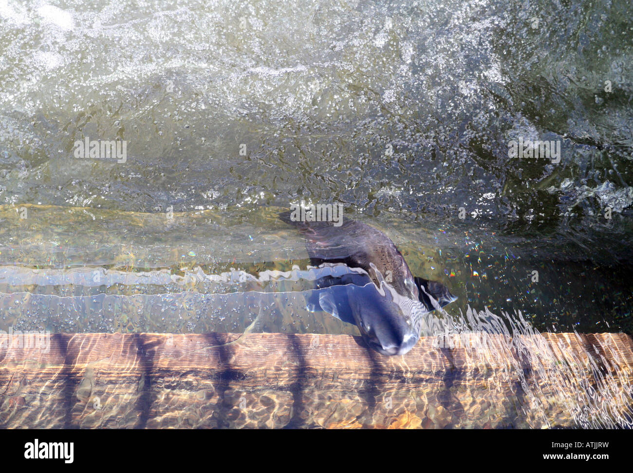 Salmon migrating up a fish ladder in northern California Stock Photo