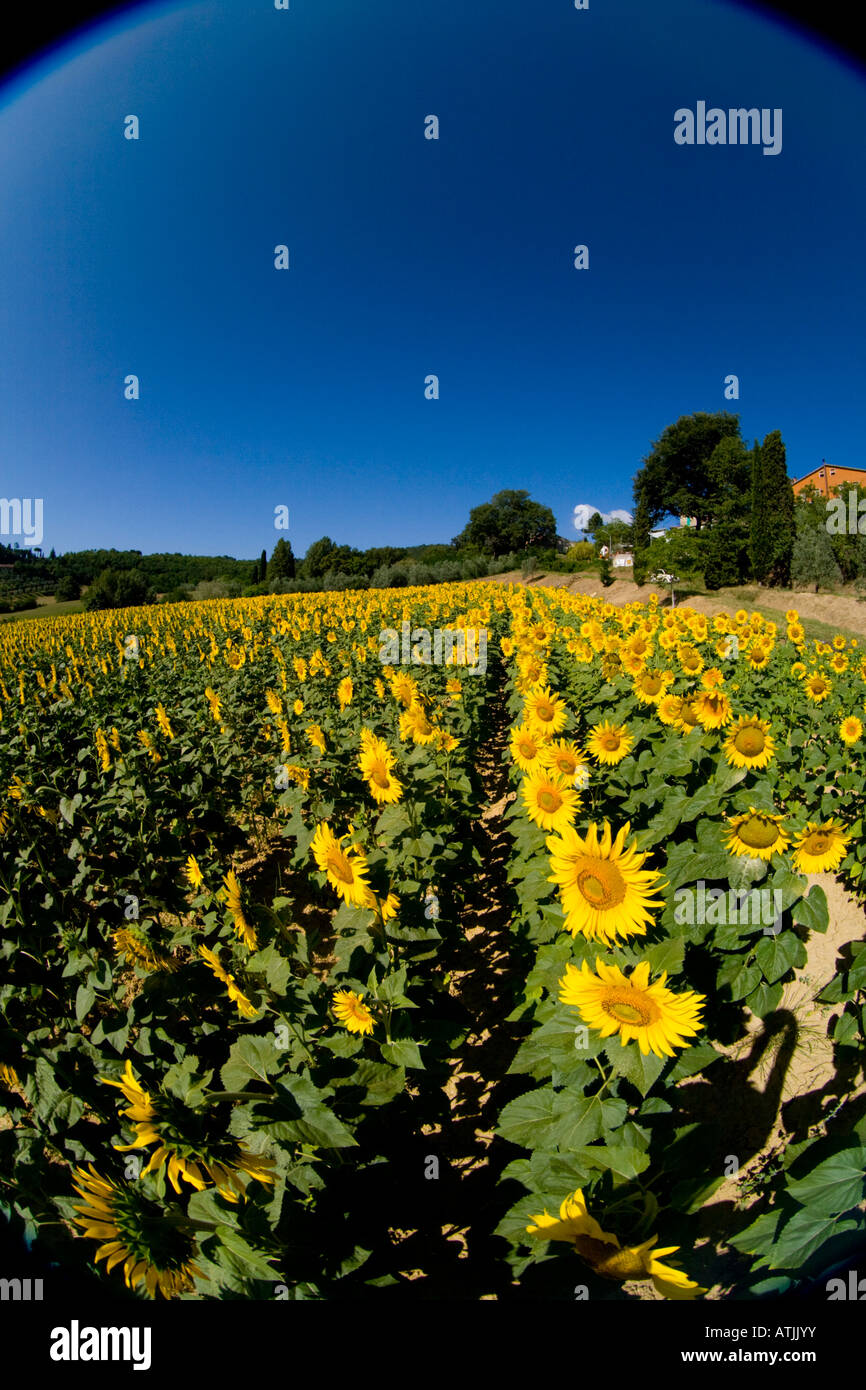 Field of Sunflowers in Tuscany Italy Stock Photo - Alamy
