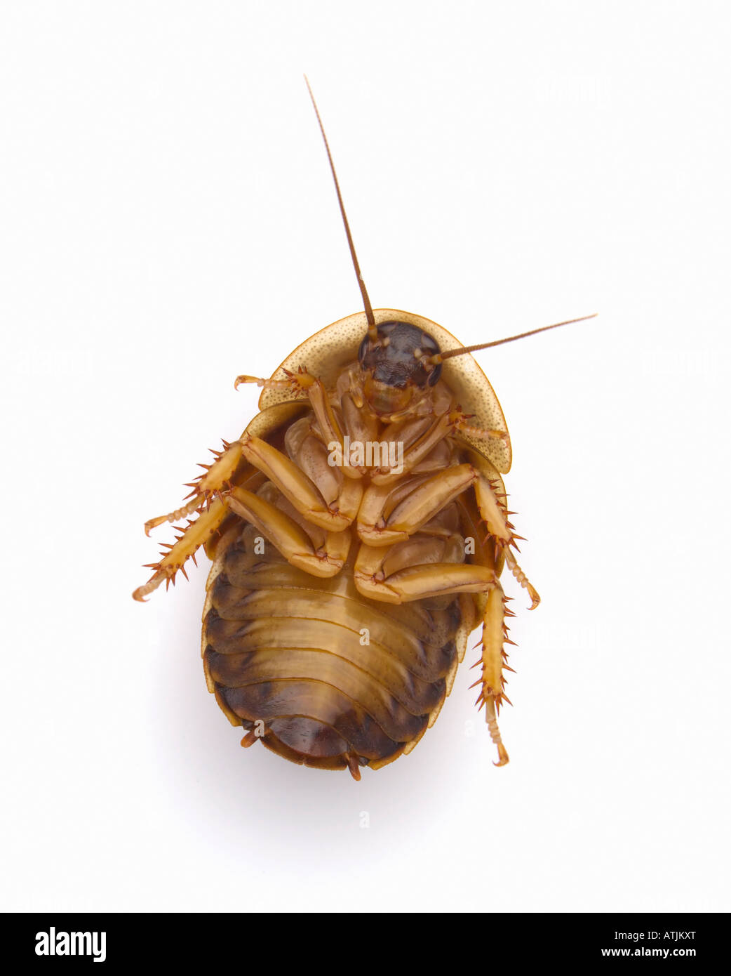Roach on it's back Stock Photo Alamy