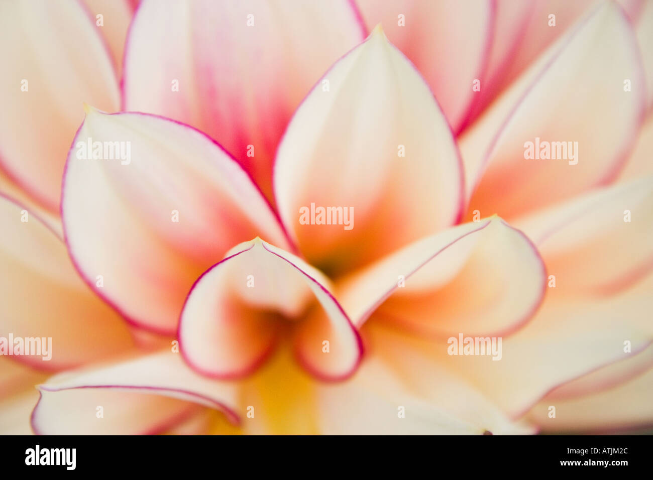 Vivid pink dahlia flower hi-res stock photography and images - Alamy