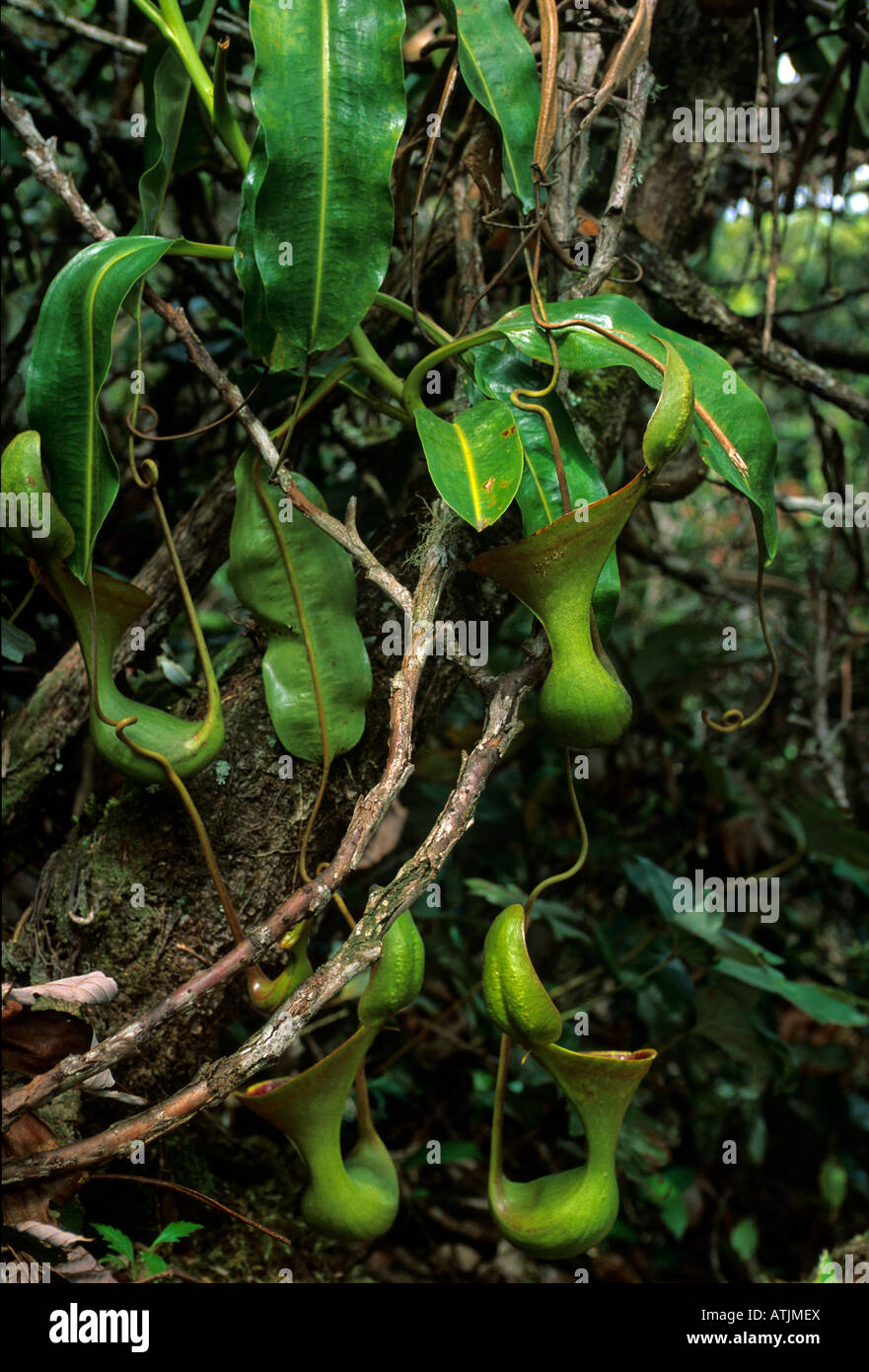 Pitcher Plant Nepenthes lowii Mt Kinabalu National Park.  Sabah, Malaysia.  Borneo Stock Photo