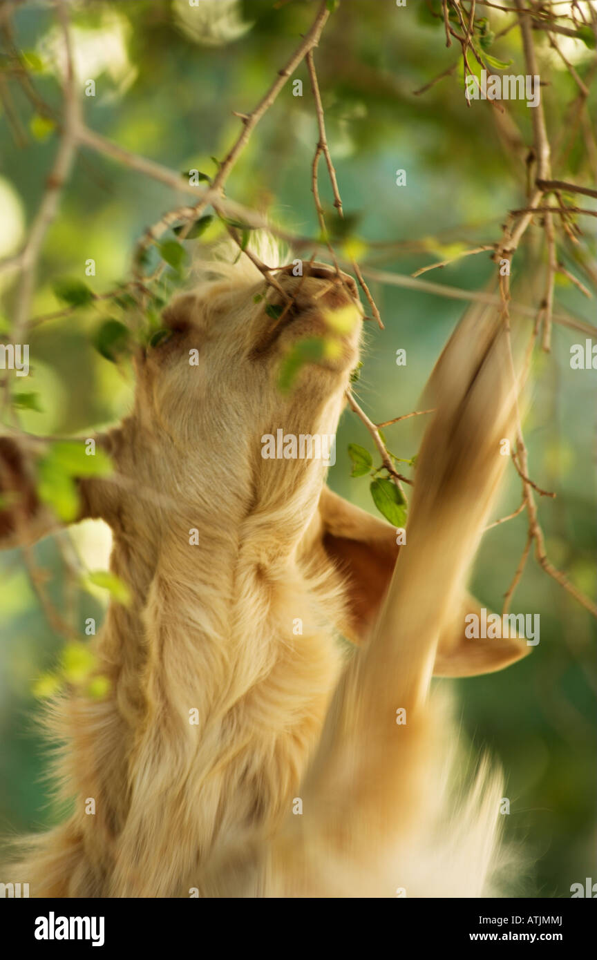 Goat standing on hind legs eating acacia tree leaves Oman Stock Photo
