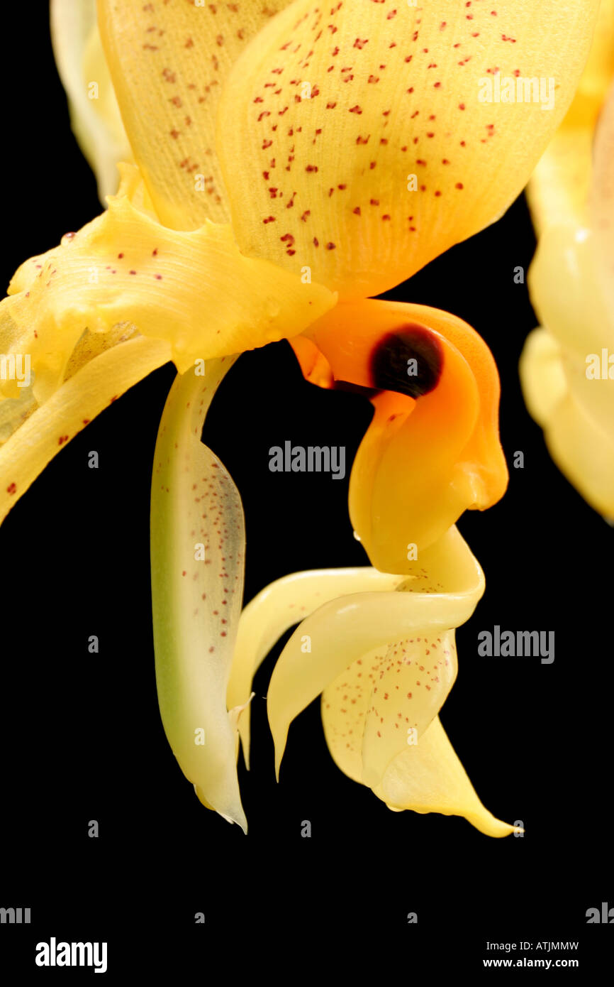 Close-up of Stanhopea sp., an orchid pollinated by euglossine bees Stock Photo