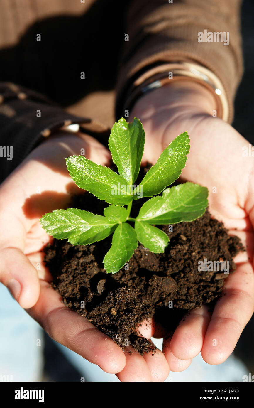 girl hands with plant Stock Photo