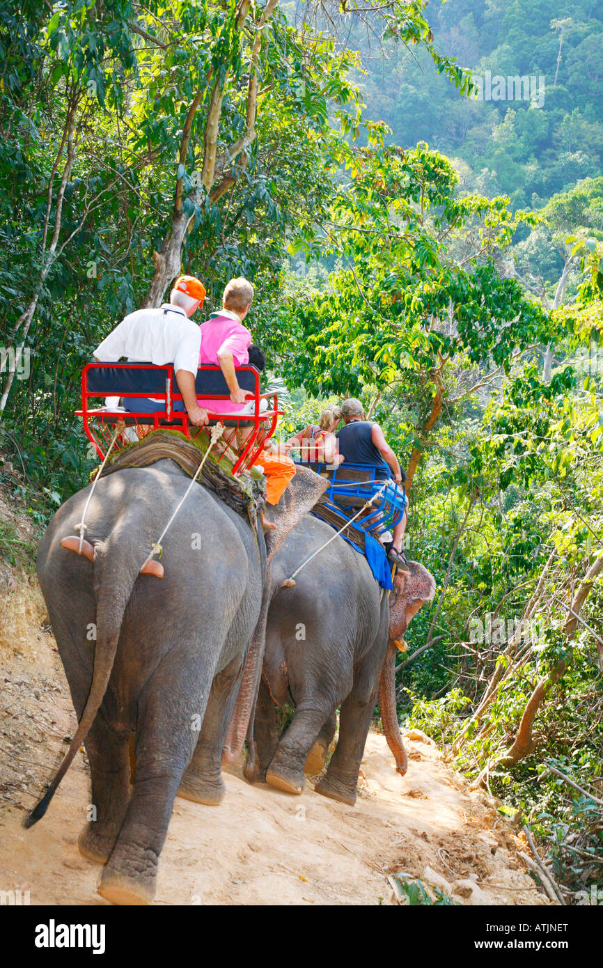 Elephant Ride into rainforest, Koh Lanta, Thailand Stock Photo - Alamy