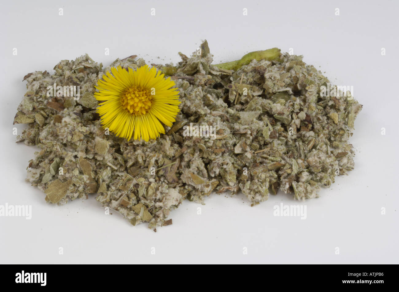Coltsfoot Stock Photo