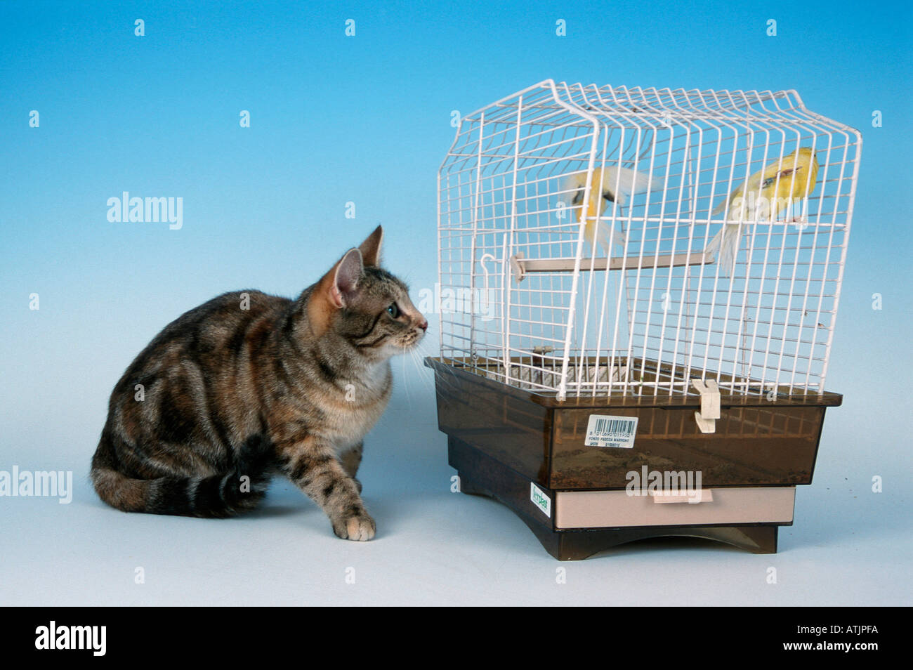Domestic Cat and bird cage Stock Photo Alamy