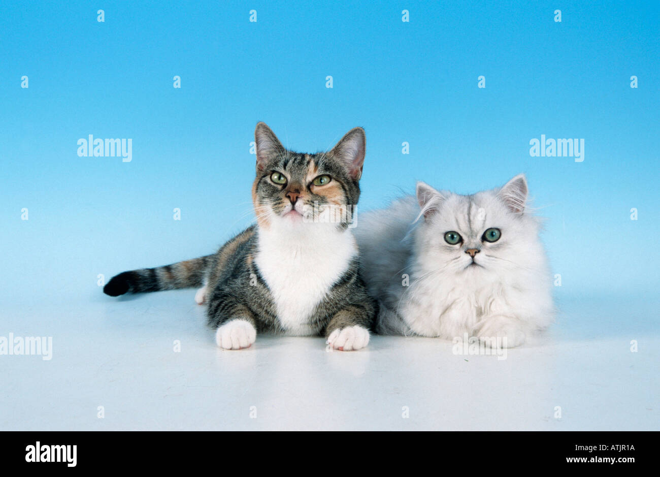 Short Haired Persian Stock Photos Short Haired Persian Stock