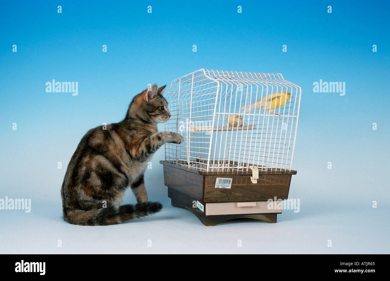Cat bird cage hires stock photography and images Alamy