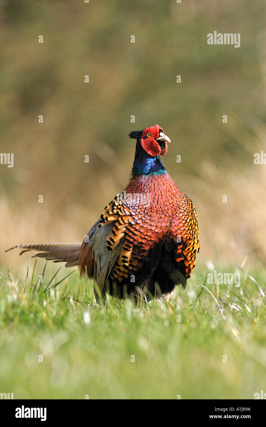 A strutting male ringneck pheasant Stock Photo