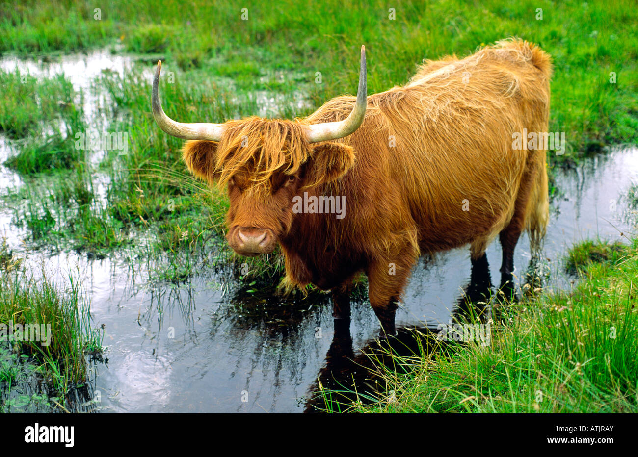 Highland cattle cow Scotland Stock Photo - Alamy