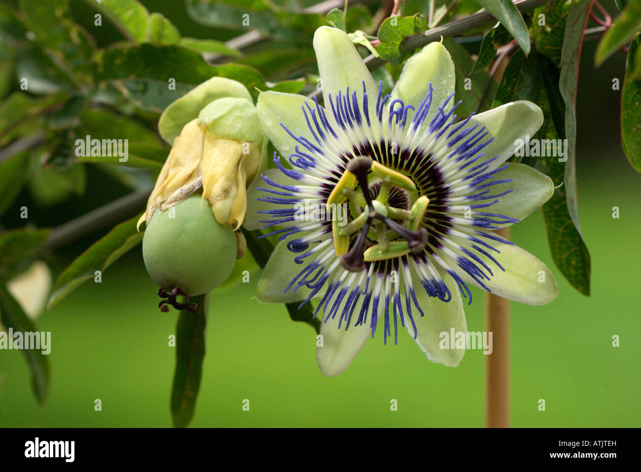 Passion flower and fruit hires stock photography and images Alamy