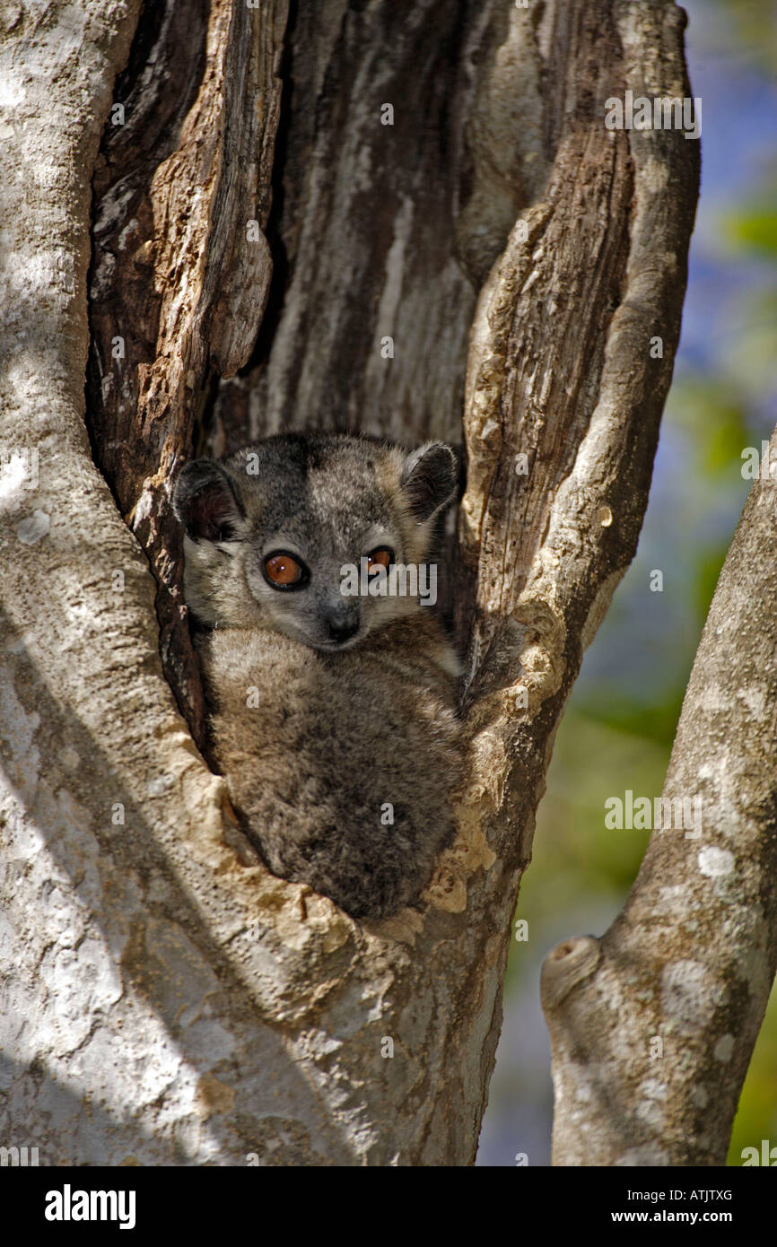 Small-toothed Sportive Lemur Stock Photo
