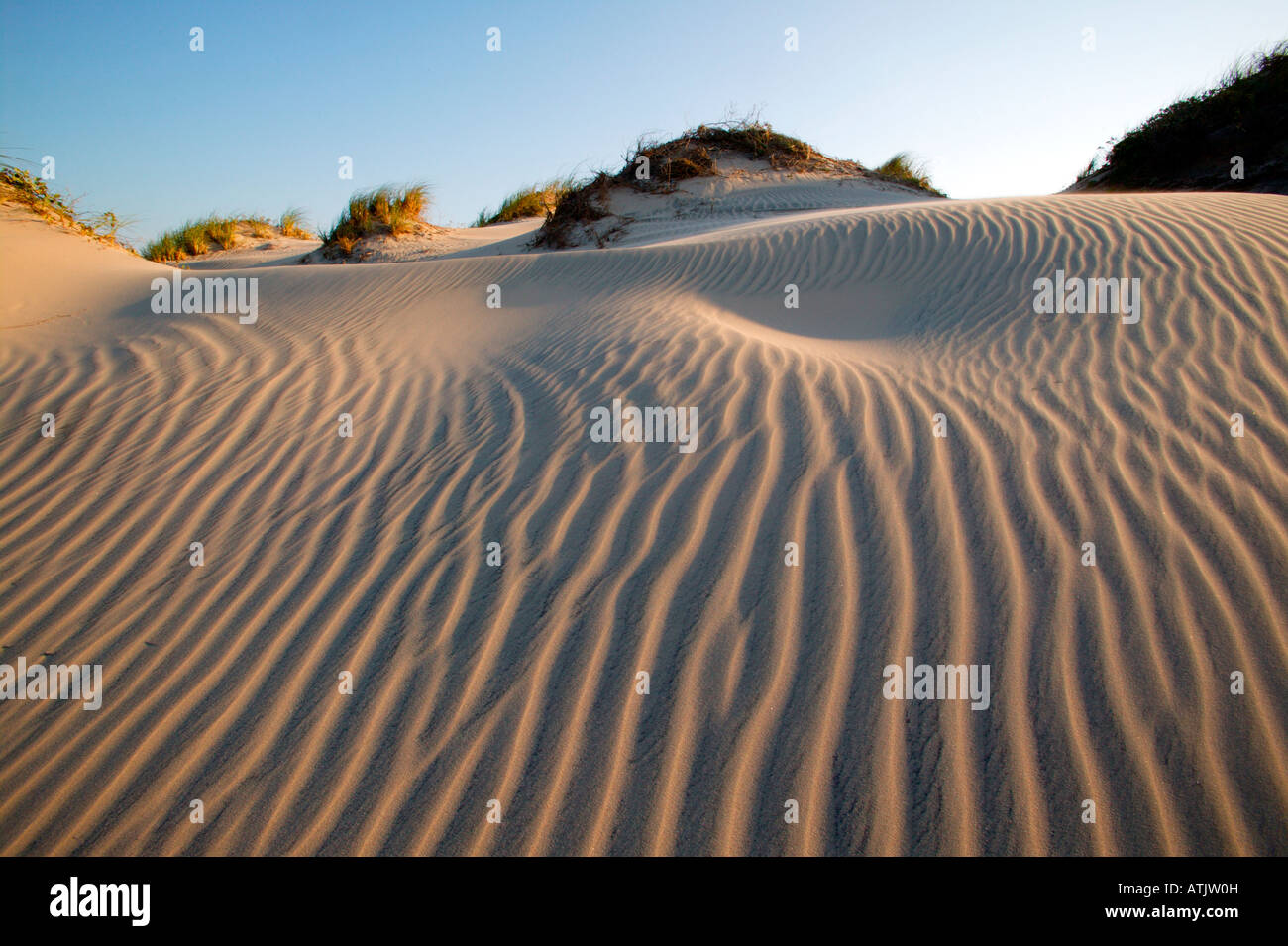 Sand dunes along South Padre Island Texas Stock Photo Alamy