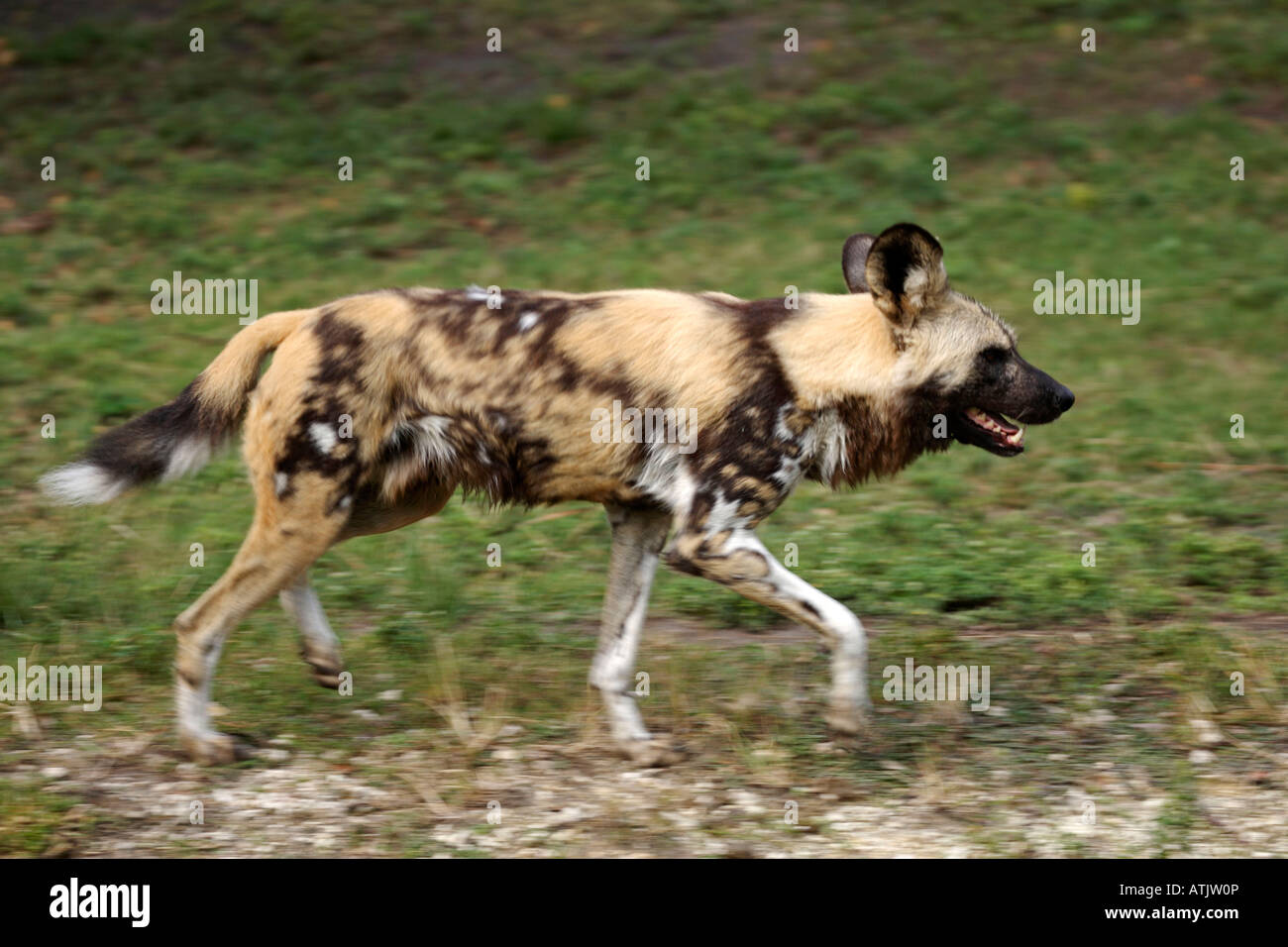 African Hunting Dog / Afrikanischer Wildhund / Hyaenenhund Stock Photo