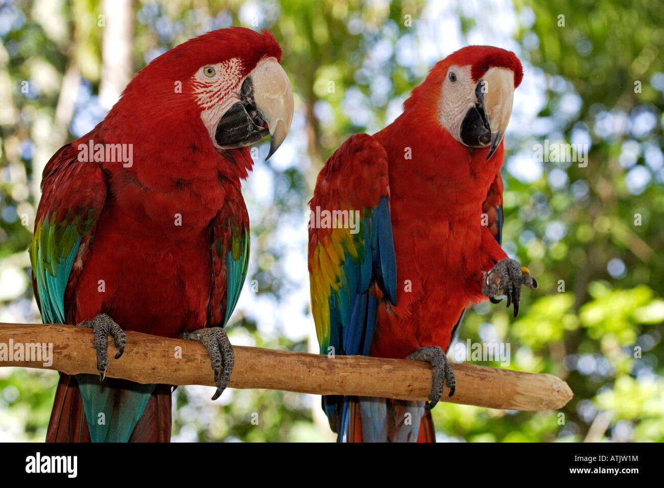 mobirise versus macaw mobirise versus macaw