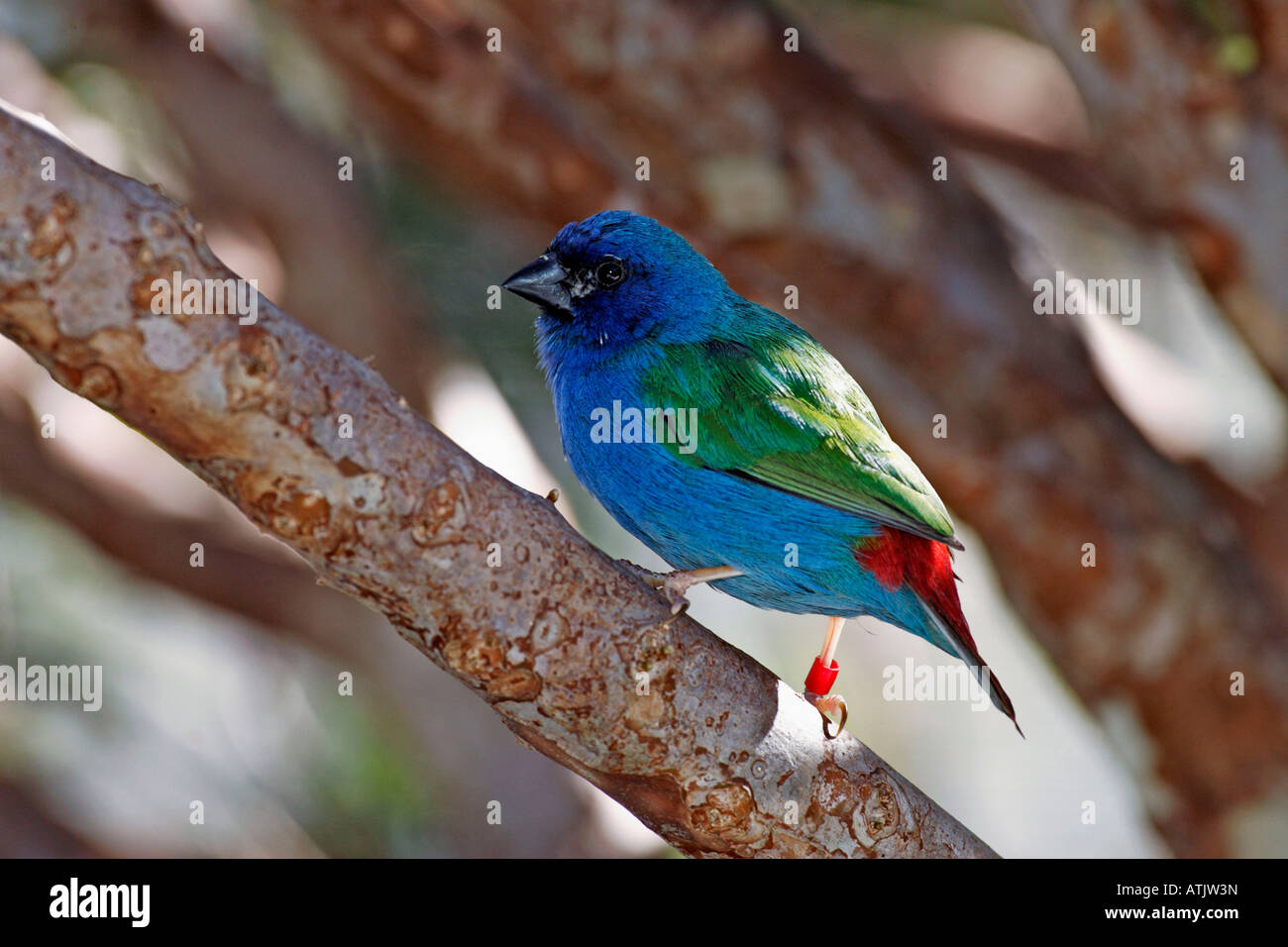 Tricolored Parrot Finch Stock Photo