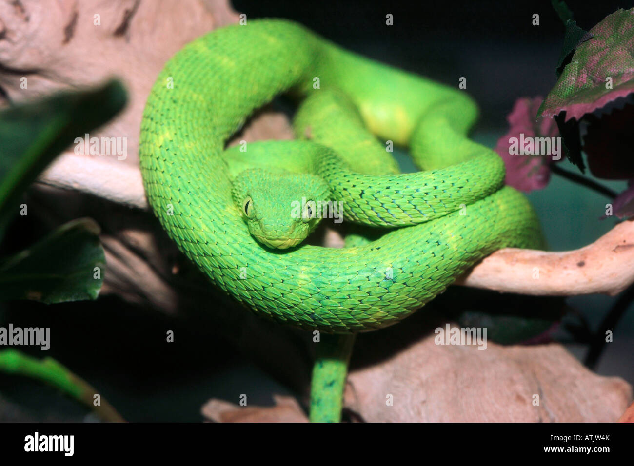 Stock photo of West African tree viper (Atheris chlorechis) portrait, Togo.  Controlled. Available for sale on